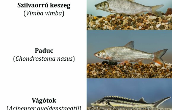 The Fish of the Year 2026 voting has begun!