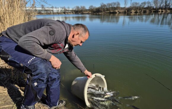305 kg növendék süllő telepítésével startolt az idei szezon