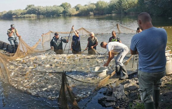1,600 kg of carp arrived in the fishing ponds on Thursday
