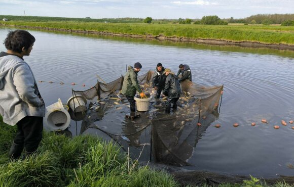62 mázsa fogható ponty érkezett a hosszú hétvégére