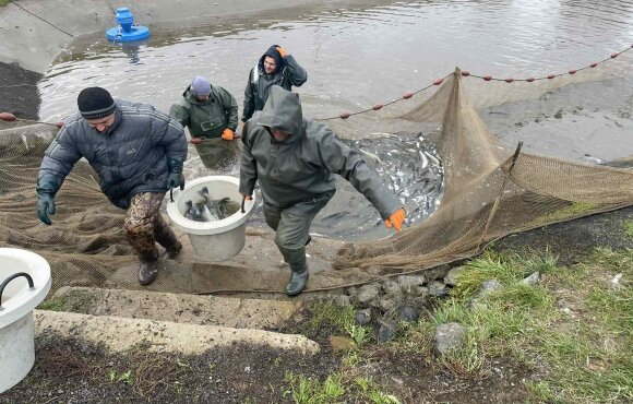 The subsidized fish stocking program ended with 702 kilos of perch