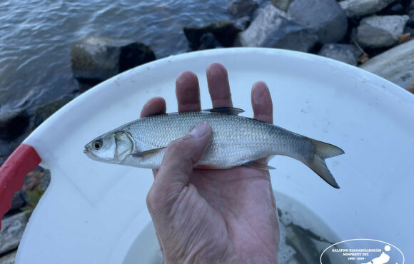 We are looking forward to a strong autumn week: 6900 kg of native fish will be released