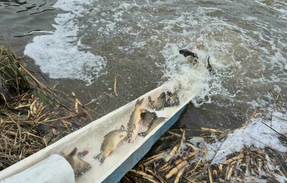 110 mázsa ponty kerül a Vasi Vizekbe a napokban