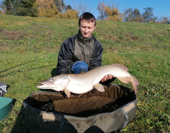 Sziasztok!

Ma sikerült megdöntenem eddigi legnagyobb csuka rekordomat ezzel a gyönyörű példánnyal.
Éppen megálltam a következő álláson ahol első dobásra megakasztottam ezt a nagy csukát. Wobbleremet garatra szívta és 3 perc küzdelem után tereltem merítőbe.
Felszerelésem:
Bot:D.A.M. Effzett Impulse Spin 240cm 42-70g
Orsó:Nomura Kuro Pro 5000 FD
Zsinór:Caperlan TX4 0.20mm-es fonott.
Előke:Gunki ICE Fluorocarbon 0.54mm
Csali:Balzer Shirasu Roach 15cm wobbler