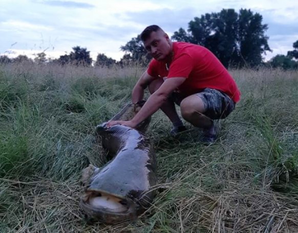 Pungor Gábor horgásztársunknak a Rába folyón sikerült fogni a képen látható 50 kg-os harcsát élőhallal.
Hajnali 4 órakor vehemens kapást észlelt, majd akasztás után, negyed órás küzdelmet követően sikerült kifogni az óriás ragadozót. Gratulálunk a szép fogáshoz!