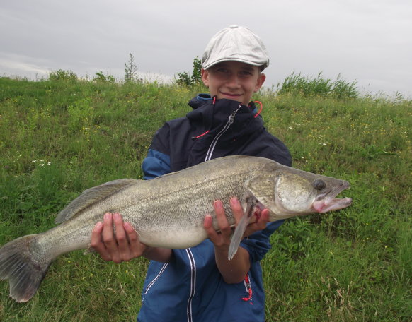 Esőben, viharos szélben, erős, húzós kapással, pop-upra, parttól 10-15m-ről érkezett, pontyozás közben ez a gyönyörű 66cm-es 4,775kg-os Fogas. Boldogan, egészségesen úszott el visszaengedés után.
