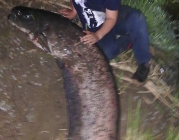 Fél 10-kor erőteljes kapás, rövid fárasztás után kisfiam és édesapám segítségével partra segítettük, majd  a méréSEK után (170cm, 40 kg) a hal visszanyerte szabadságát.