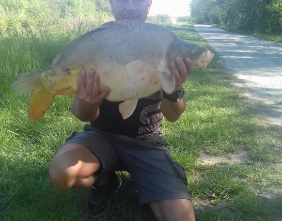 Laczó Gábor a képen látható csodálatos pontyot fogta a Rába folyón, melyet fogás után visszaengedett. Gratulálunk!