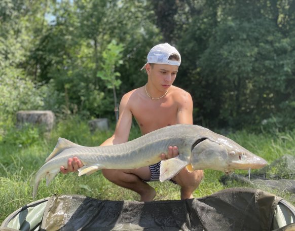 Életem legelső tokját fogtam meg az Újperinti horgásztavon. Ami 11 kg és 141cm volt. Egyetlen egy darab kukoricával sikerült megfognom partközelben.