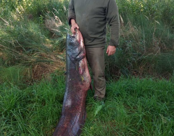 Horváth István horgásztársunk fogta ezt a hatalmas, 190 cm-es harcsát Gersekaráton szeptember első hetében. Gratulálunk!
