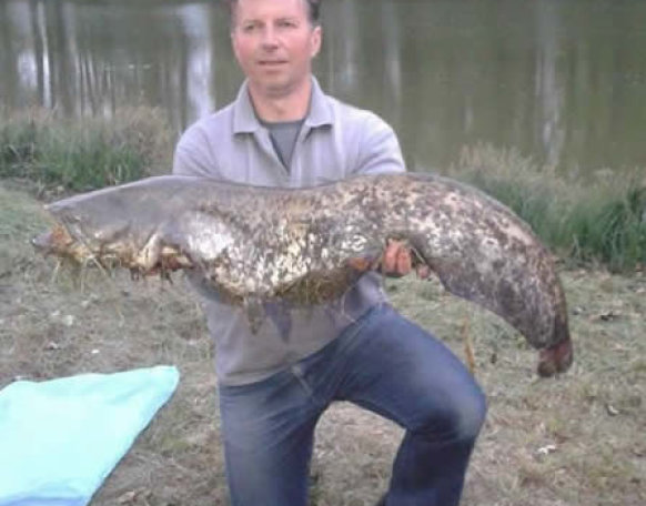 Szép fogás a vasi vizeken.