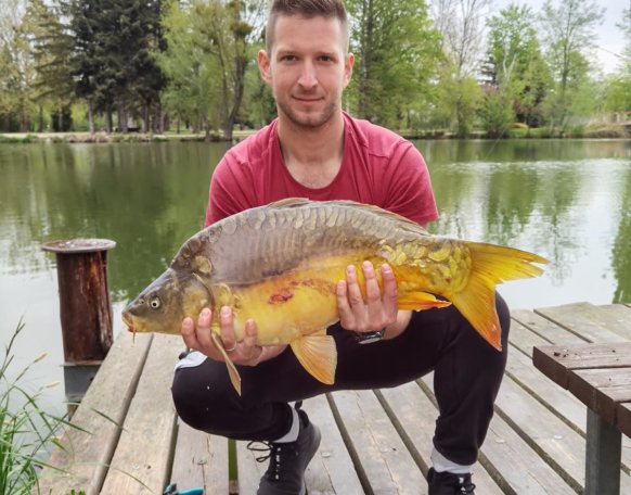 Németh Dániel horgásztársunk fogta ezt a szép pontyot a Szombathelyi Csónakázó-tavon, melyhez gratulálunk! A hal egy gyors fotózást követően visszaengedésre került.