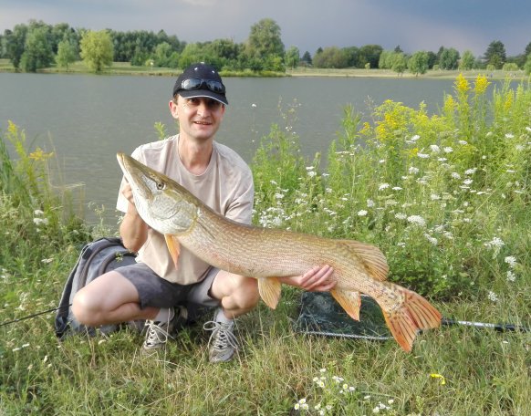 2019.07.31-én az Abért tavon „bandanagy” törpeharcsákat és süllőket vettem célba. A harmadik dobásra a partközelben egy ránehezedést éreztem. Bevágás után kirohanás nélkül, egyenletes tempóban indult el a hal. Elsőre azt gondoltam, hogy egy ponty tréfált meg, de aztán megláttam a zavaros vízben a méteres, karcsú testet. Szerencsémre a 0,37 mm-es fluorocarbon előkém nem került a csuka szájába, szájszélbe akadt a horgom.
Csali: Golden Ambulance színű Savage Gear Cannibal Shad 6,8 cm, 1,5 grammos jigfejjel.
Zsinór: 0,08 mm Dragon Invisible Braid fonott zsinór
A csuka mérete: 100 cm faroktőig (113 cm a teljeshossz), 10,3 kg.