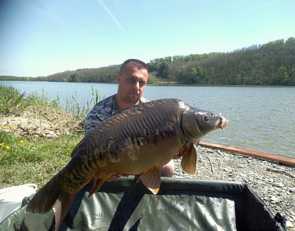 Takács Gábor horgásztársunk pèntek kèső dèlután èrkezett a Gersekaráti Sárviz-tóra,gyors előkészületek után bejuttatta a pontyos végszerelèkeket  100 méter távolságra. Èjszaka Misel Zadravec Scorpion Chili deadly szeriás 20 mm bojlit használt 12 mm pop-uppal! Éjjel meg is lett a próbálkozás eredménye: 23.45 tájban erőtejes húzós kapás,15 perces fárasztás után egy 15,10 kg spanyol mintás tükörpontyot szákolt és engedett el másnap fotózás után.