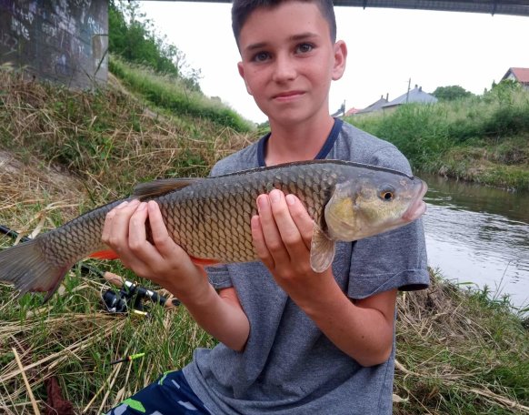 Répce csepregi szakaszán sikerült kifogni ezt a gyönyörű domolykót. Rövid fotózást követően természetesen visszakerült a folyóba.