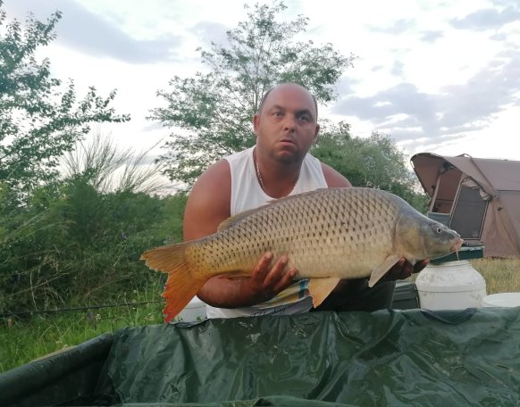 Horváth Béla horgásztársunk a Magyarszecsődi tavon fogott július 15-én több 5 és 8 kg közötti pontyot is, melyhez gratulálunk