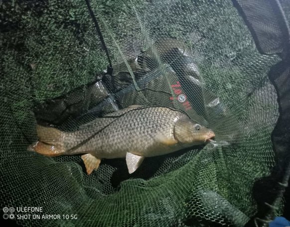 Csillagos ég alatt gyönyörü és tiszta környezetben akadt horogra ez a szép ponty a gyors fotózást és mérlegelés után boldogan úszott útjára remálam még másoknak is ilyen élményeket okoz malyd