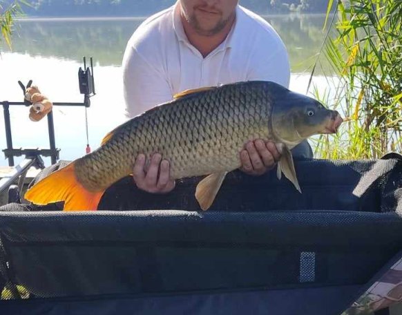 Szabó Dániel horgásztársunk fogta ezt a 7 kg-os pontyot a gerskaráti Sárvíz-tavon. 🤩 A hal egy gyors fotózást követően visszaengedésre került, melyet külön köszönünk! 😊