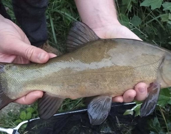 Sziasztok!
Ma hajnalban sikerült kifogni ezt a gyönyörű compót a szombathelyi horgásztóból! Óröm volt megtapasztalni, hogy ilyen kúlönleges halakat is rejt a tó!