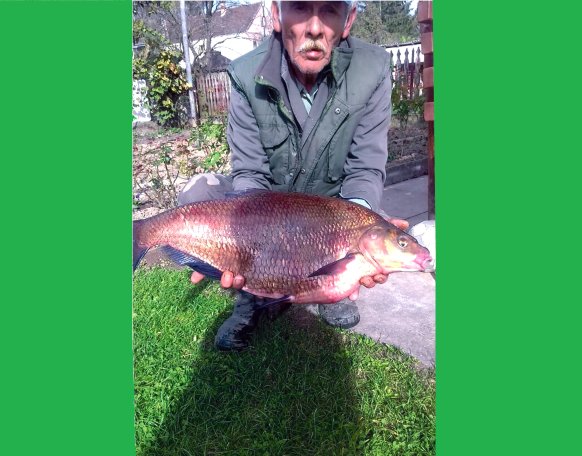 Kiss Ferenc szentgotthárdi horgász a Rába folyón 2018.10.03-án fogta ez a rekordméretű 5,45 kg-os dévért (Hossza: 61 cm, Kerület: 63 cm) .

Felszerelés: Shimano 3,9 m bot, 20,5 zsinór, 8-as horog, Shimano AX 4000-es orsó.