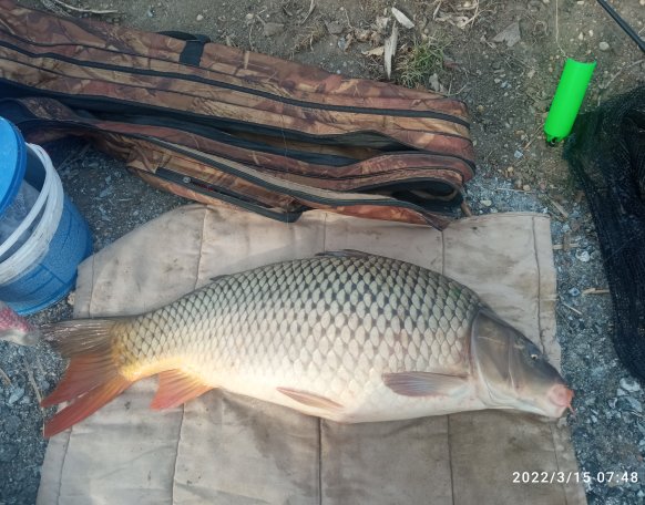 Eper hal megtetszett a vízi tanknak ,😁Picker botos pecaközben 😁