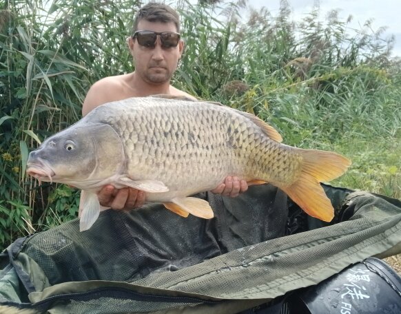 carp