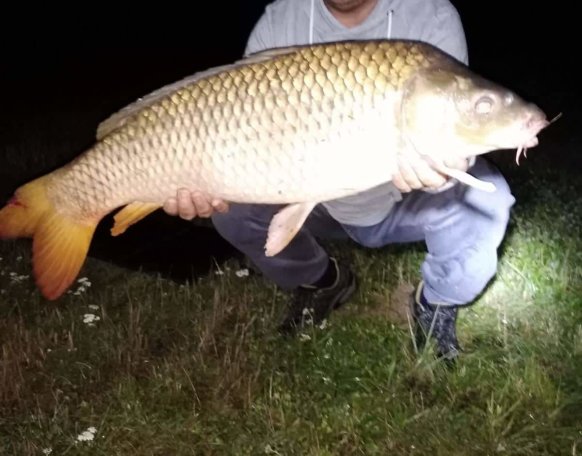 Egy barátom hala amit általam készült hnvbaits mixből készített bojlival fogott. Gyors fotó után visszanyerte szabadságát.Nagy gratula 😊
C&R