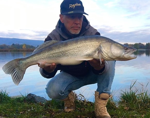 Csejtei Csaba horgásztársunk a képen látható csodálatos süllőt fogta pergetve az Abért tavon