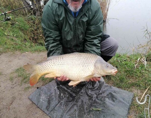 Perintfalvi Dezső horgásztársunk fogta ezt a csodálatos, + 10 kg-os pontyot az Újperinti-tavon. 🤩 A hal egy gyors fotózást követően visszaengedésre került, melyet külön köszönünk! 😊