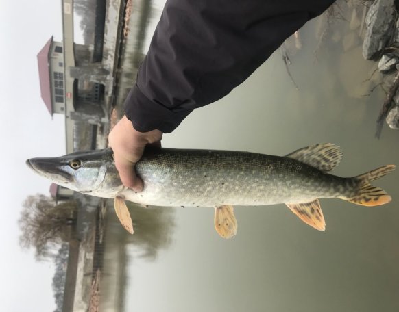 Csali: Savage Gear Soft Vibes 6.6 cm
Zsinór: SpiderWire Stealth Smooth 8 0.08 mm
Előke: Savage Gear Soft Fluorocarbon 0.60 mm
Bot: Shimano Alivio 10-30 g
Orsó: Nevis Artemis 3000