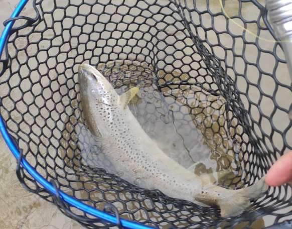 A kedvenc helyemen dobáltam domolykóra, amikor egy nagyon gyors fekete árnyék suhant át. Kb harmadik odacsípésre sikerült megfogni. A szákban már a horog sem volt a szájában. Életem legnagyobb pisztrángja, 40cm+. Természetesen ment vissza.