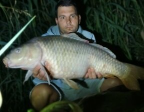 carp