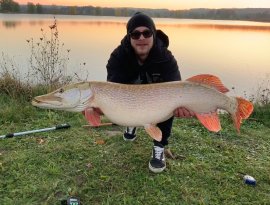 Kutasi Tamás a mai napon fogta pergetve a  Lukácsházi Abért tavon a képen látható rekord méretű 105 cm-es 14 kg-os csukát. A hal a merítőbe nem fért bele, ezért kézzel kellett megküzdeni pecásunknak miután kellőképpen kifáradt a csuka. A hal megfogásában és fotózásában Nagy Péter horgászbarát segített Kutasi Tamásnak. Szerencsés horgászunk Daiwa ninja 7-28 gr-os horgászbottal és Daiwa ninja orsóval,  0,08 fonott zsinórral és csukás fluorcarbon előkével fogta az óriási ragadozót. Csali egy  12,5 cm savage gear cannibal shad volt. Nem sokkal a 14 kg-os csuka megfogása előtt sikerült szákba terelni még egy 60 cm-es csukeszt is sporttársunkat. Szívből gratulálunk a szép fogáshoz!