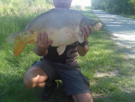 Laczó Gábor a képen látható csodálatos pontyot fogta a Rába folyón, melyet fogás után visszaengedett. Gratulálunk!