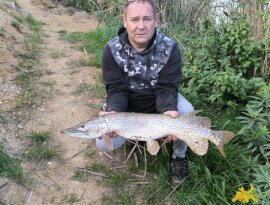 Pajtli Ferenc horgásztársunk fogta ezt a gyönyörű csukát az Újperinti I-es tavon.