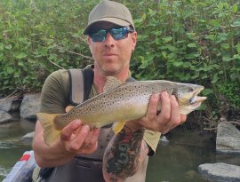 Cserkelő pergetés közben sikerült wobblerrel megfogni ezt a gyönyörű pisztrángot!
Egy salmo tinyt dobtam a folyásnak felfelé!Nagy rávágással jelentkezett a hal ,több kirohanása is volt és szaltókkal próbált szabadulni!
A vízbe kellett mennem ne hogy a part menti akadókba törjön!Elúszott a lábam között a zsinort átlépve sikerült megszákolni! 
Óriási élmény volt megfogni ,kézben tartani ezt a szép halat!