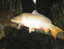 Nappali és éjszakai peca az Ikervári csatornán.
