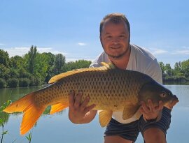 A délelőtti órákban vad kapással jelentkezett ez a 73 centis gyönyörű és hibátlan ponty. Nagyon nagyot küzdött, folyamatosan az oldalsó nádfalat ostromolta.
