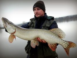 Balázs Roland vasi horgásztársunk pergetve fogta a képen látható szép csukát.