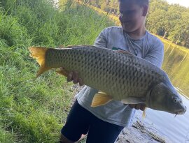Sziasztok! Kedd délutántól kedd estig mentünk le egy rapid pecára a Máriaújfalui víztározóra. Fogtunk sok szép pontyot 2-5 kg között és mellette ezt a szép 7kg-sat is. Csalink kukorica volt és pellet. 
A ponty természetesen vissza lett engedve.