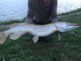 Szalai Szabolcs horgásztársunk az Abért-tavon fogta az alábbi szép halat!