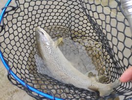 A kedvenc helyemen dobáltam domolykóra, amikor egy nagyon gyors fekete árnyék suhant át. Kb harmadik odacsípésre sikerült megfogni. A szákban már a horog sem volt a szájában. Életem legnagyobb pisztrángja, 40cm+. Természetesen ment vissza.