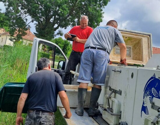 Carp stocking in the Vasi waters: 6,000 kg of carp arrived on Friday - 28.06.2024