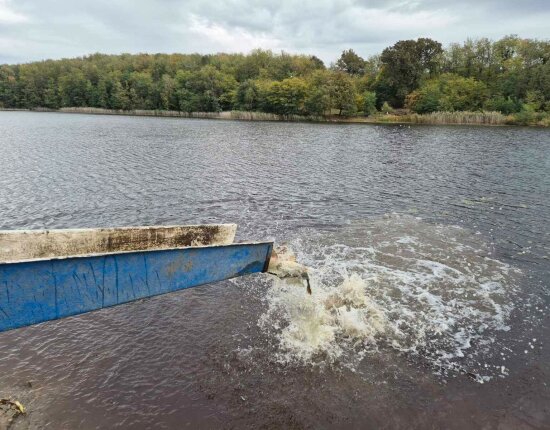 Extra és fogható méretű pontyok már a vízben - 2026.10.21.