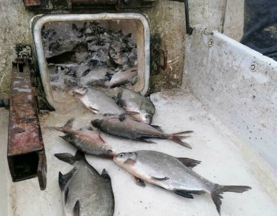 4,600 kg of beautiful bream arrived in the Vasi waters - 16.11.2023.