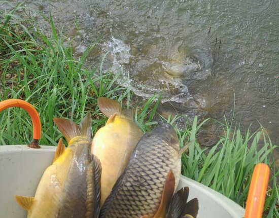 10,000 kg of fresh carp await fishermen this weekend