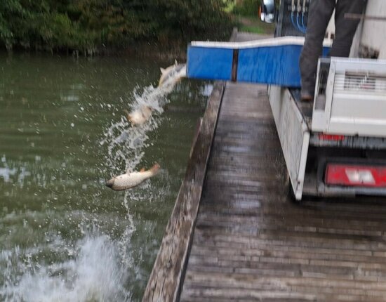 12 carp from Mázsa arrived in Rába