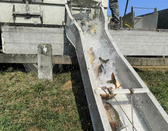 110 mázsa ponty került a Vasi Vizekbe - 2026.03.06