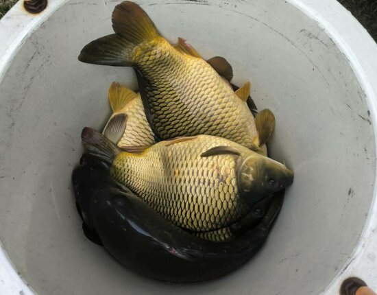 Haltelepítések - 2025.03.16-20.