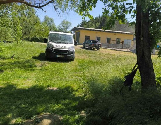 Újabb 10 000 darab kis menyhal és 400 kg ponty érkezett - 2026.05.07.